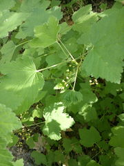 Ribes spicatum