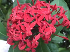 Ixora casei