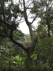 Canarium australianum