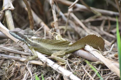 Basiliscus basiliscus barbouri