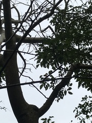 Canarium australianum