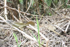 Basiliscus basiliscus barbouri