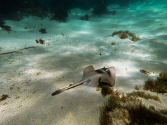 Trygonoptera personata