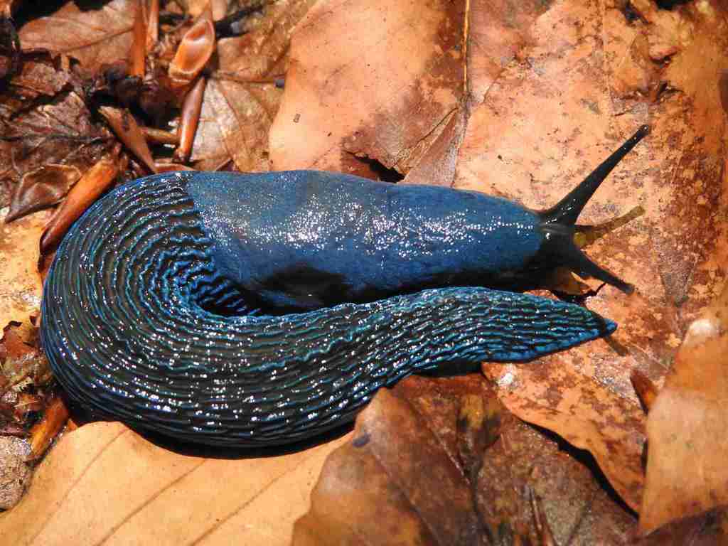 Keelback Slugs