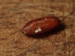 Phytomyza gymnostoma