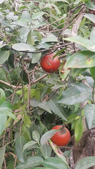 Melodineae