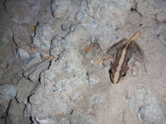 Leptodactylus
