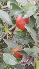 Melodineae