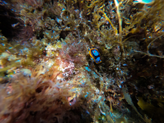 Chromodoris westraliensis