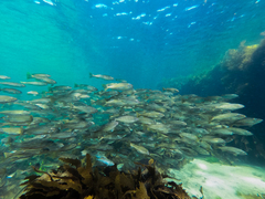 Helotes octolineatus