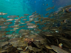 Helotes octolineatus