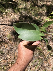 Eucalyptus agglomerata