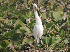 Ardea intermedia