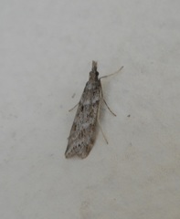 Eudonia angustea