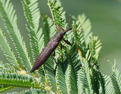 Rhinotia phoenicoptera
