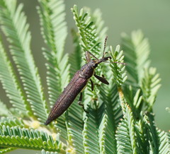 Rhinotia phoenicoptera