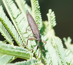 Rhinotia phoenicoptera