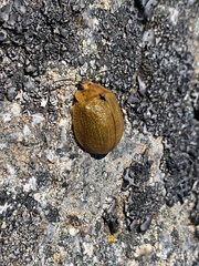 Paropsis augusta
