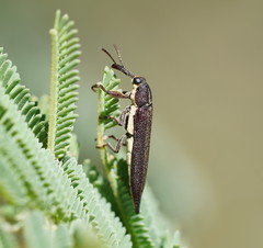Rhinotia phoenicoptera