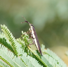 Rhinotia phoenicoptera