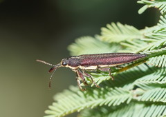 Rhinotia phoenicoptera