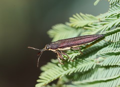 Rhinotia phoenicoptera