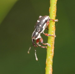 Aoplocnemis rufipes