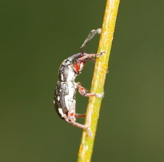 Aoplocnemis rufipes
