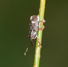 Aoplocnemis rufipes