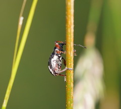 Aoplocnemis rufipes