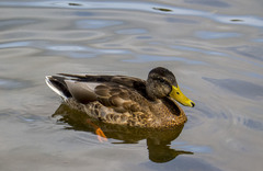 Anas platyrhynchos