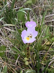 Euphrasia collina diversicolor