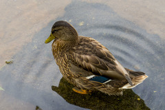 Anas platyrhynchos