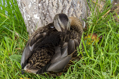 Anas platyrhynchos
