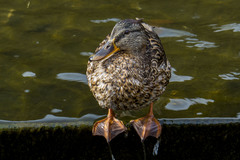 Anas platyrhynchos