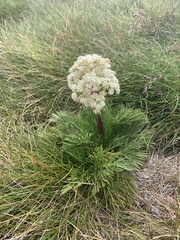 Aciphylla glacialis