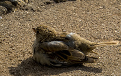 Passer domesticus