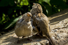 Passer domesticus