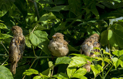 Passer domesticus