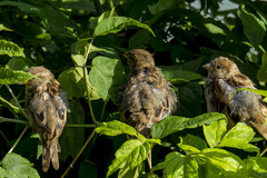 Passer domesticus