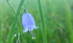 Adenophora stenanthina