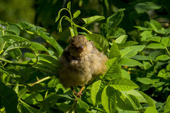Passer domesticus