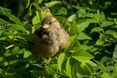 Passer domesticus