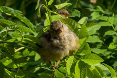Passer domesticus