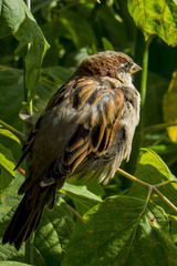 Passer domesticus