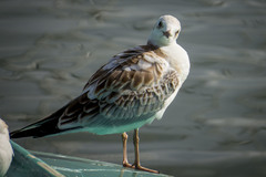 Chroicocephalus ridibundus