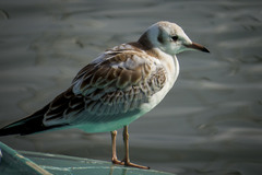 Chroicocephalus ridibundus