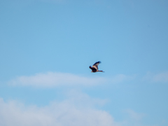 Milvus milvus