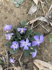 Brunoniella
