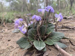 Brunoniella